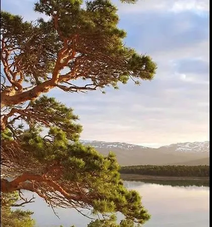 Drommehytta Pa Senja